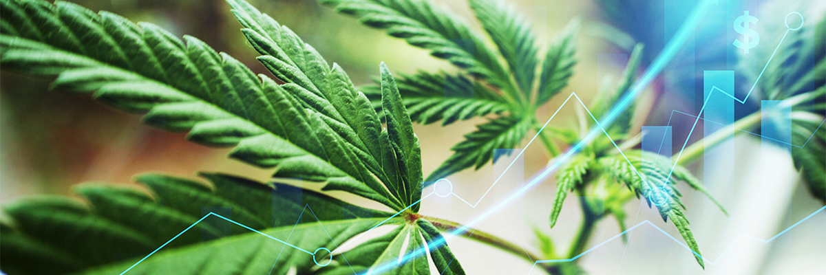Cannabis leaves and financial graph in foreground